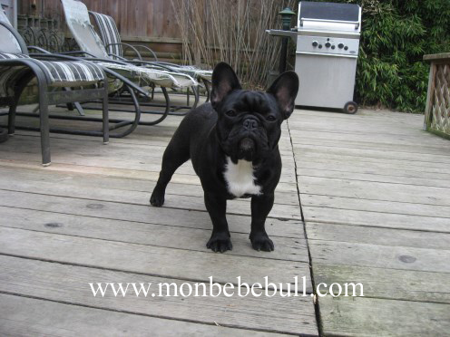 Brindle French Bulldog.jpg